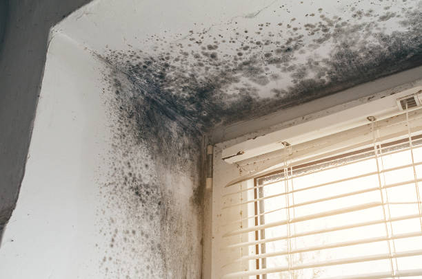 Trusted Basement Mold Remediation service in Rineyville, KY - Cheap Mold Removal